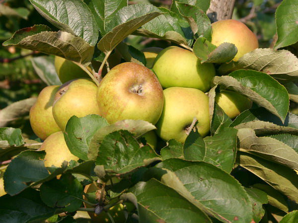 Winterapfel 'Graue Französische Renette'