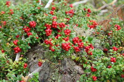 Preiselbeere 'Red Pearl' - Vaccinium vitis-idaea 'Red Pearl'