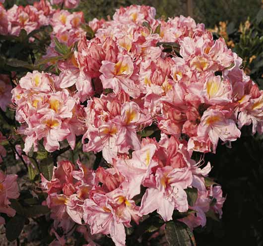 Laubabwerfende Azalee 'Cecile' - Rhododendron luteum 'Cecile' - Baumschule  Horstmann