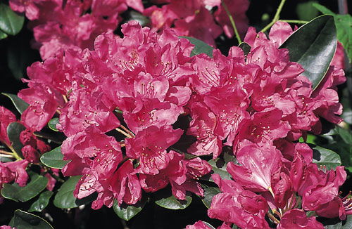 Rhododendron 'Junifreude'