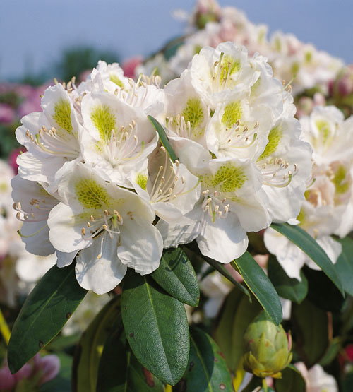 Rhododendron 'Madame Carvalho' - Rhododendron Hybride 'Madame Carvalho' -  Baumschule Horstmann