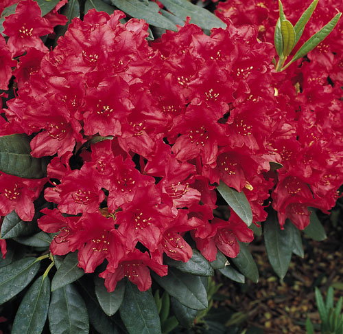 Rhododendron 'Blinklicht' - Rhododendron Hybride 'Blinklicht' - Baumschule  Horstmann