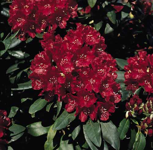 Rhododendron 'Sammetglut' - Rhododendron Hybride 'Sammetglut' - Baumschule  Horstmann
