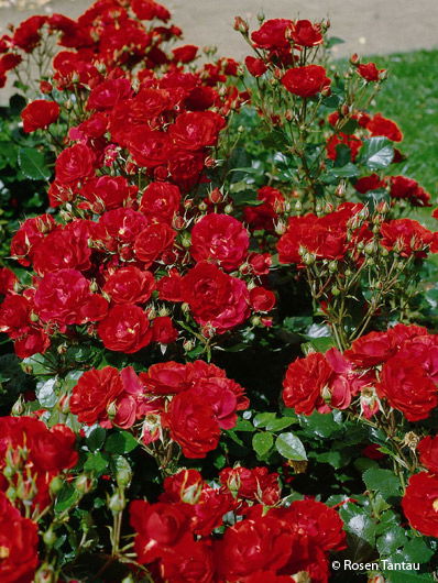 Beetrose 'Ingrid Weibull' ®