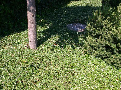 Teppichmispel, Kriechmispel 'Cardinal' - Cotoneaster dammeri 'Cardinal'