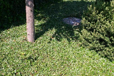 Teppichmispel, Kriechmispel 'Cardinal' - Cotoneaster dammeri 'Cardinal'