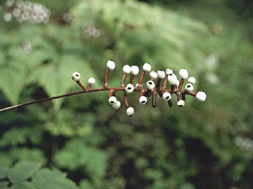 Weißfruchtiges Christophskraut - Actaea pachypoda