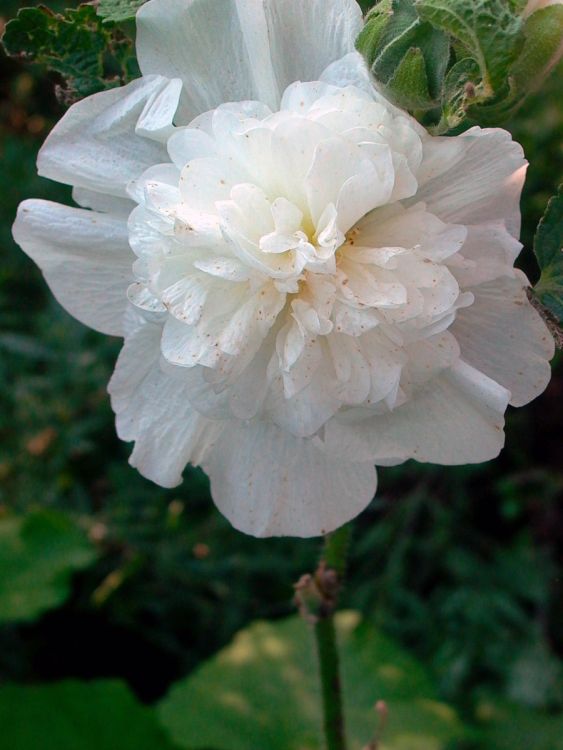 Gefülltblühende Stockrose 'Pleniflora Weiß'