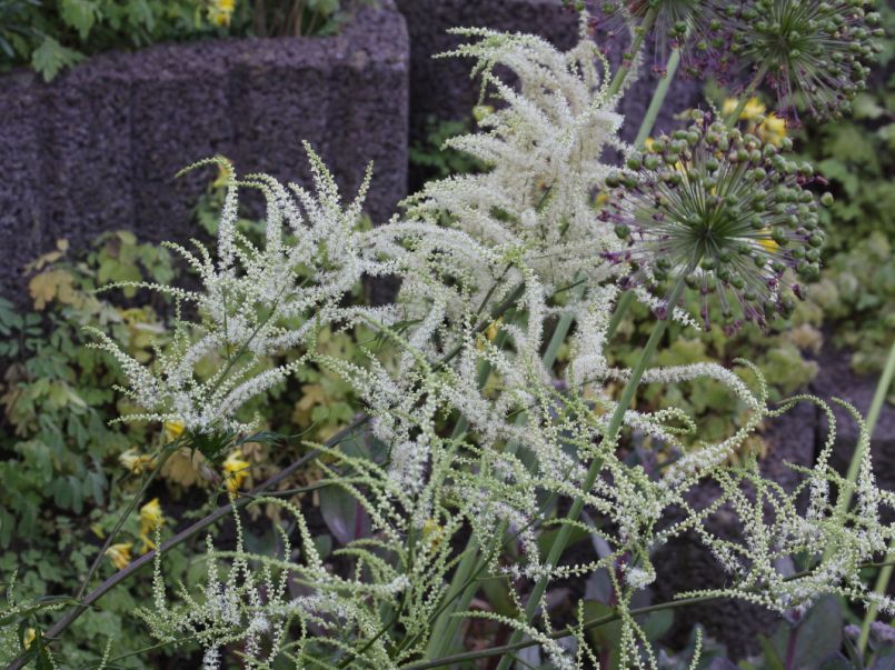 Geschlitzter Wald Geißbart 'Kneiffii' - Aruncus dioicus 'Kneiffii'