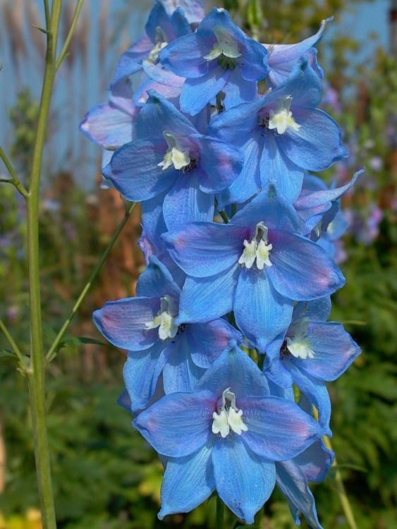 Hoher Rittersporn 'Berghimmel'