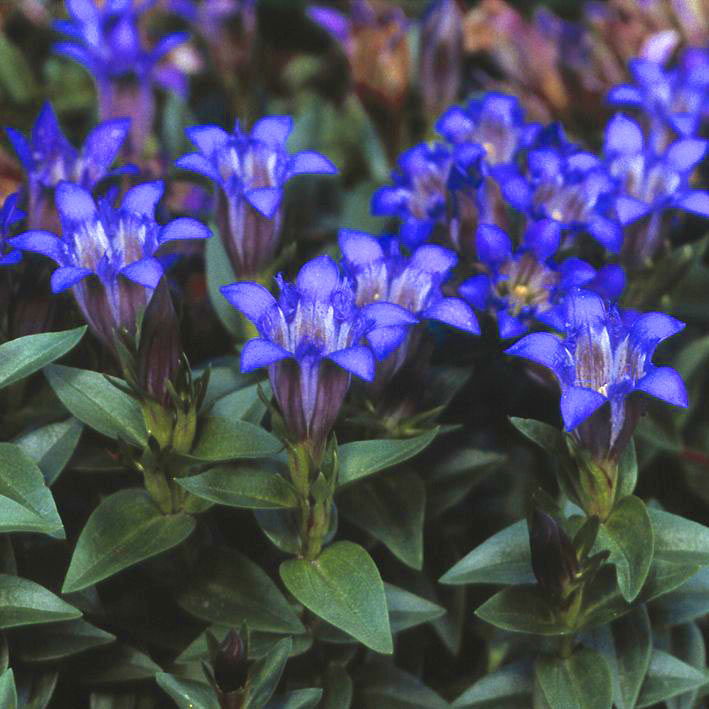 Kranz-Enzian - Gentiana septemfida var. lagodechiana