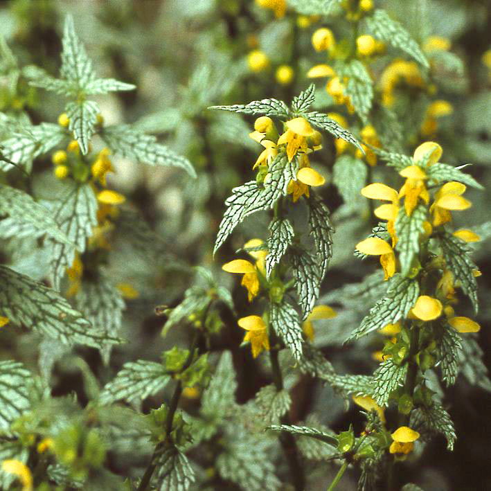 Goldnessel 'Hermanns Pride'