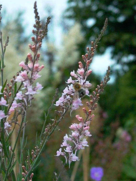 Leinkraut 'Canon J. Went'