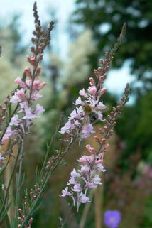 Leinkraut 'Canon J. Went' - Linaria purpurea 'Canon J. Went'