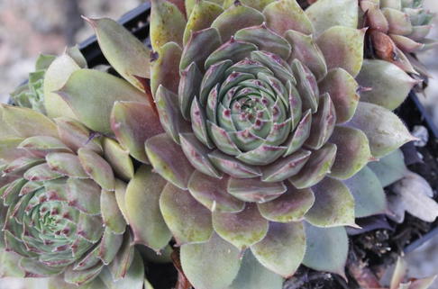 Steinrose 'Noir' - Sempervivum tectorum 'Noir'