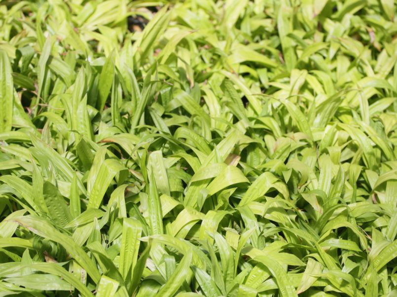 Immergrüne Breitblatt-Segge