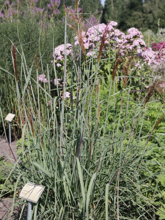 Goldbartgras (Sorghastrum)