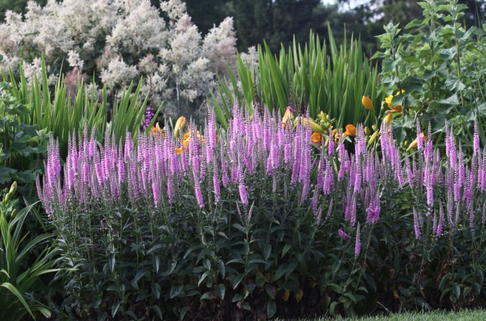 Langblättriger Ehrenpreis 'Pink Damask' - Veronica longifolia 'Pink Damask'