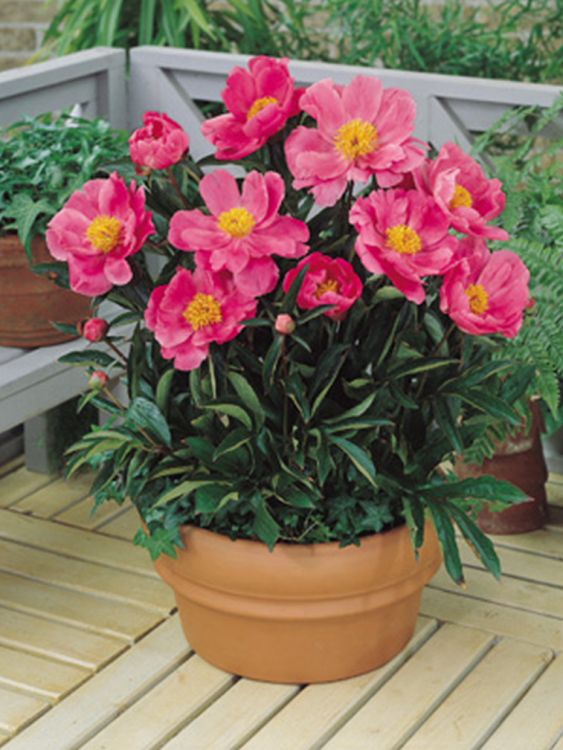 Pfingstrose 'Dancing Butterfly'