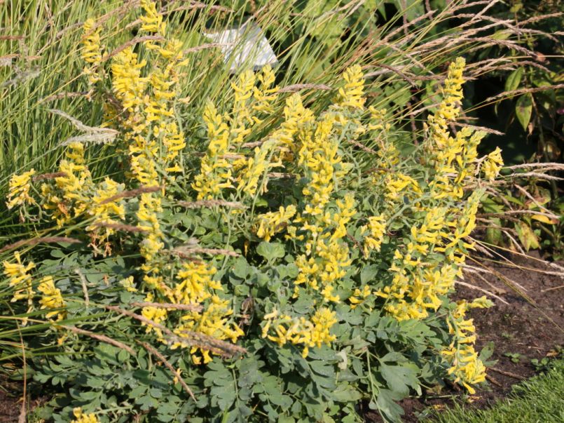 China-Lerchensporn 'Canary Feathers' - Corydalis x cultorum 'Canary Feathers'