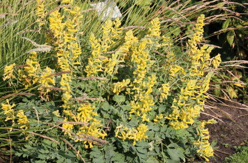 China-Lerchensporn 'Canary Feathers' - Corydalis x cultorum 'Canary Feathers'