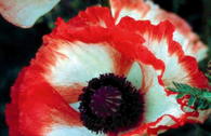 Orientalischer Mohn 'Flamenco'