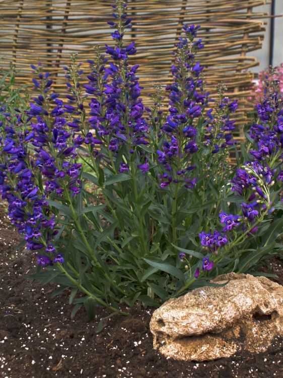 Bartfaden 'Riding Hood Delfts Blue' - Penstemon barbatus 'Riding Hood Delfts Blue'
