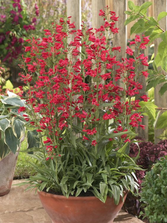 Bartfaden 'Red Riding Hood' - Penstemon barbatus 'Red Riding Hood'