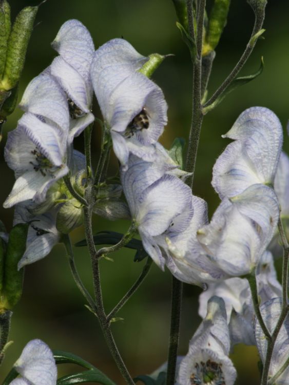 Eisenhut 'Stainless Steel' - Aconitum x cammarum 'Stainless Steel'