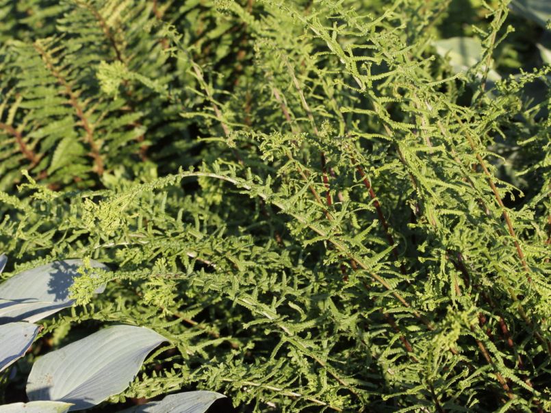 Frauenfarn 'Dres Dagger' - Athyrium filix-femina 'Dres Dagger'