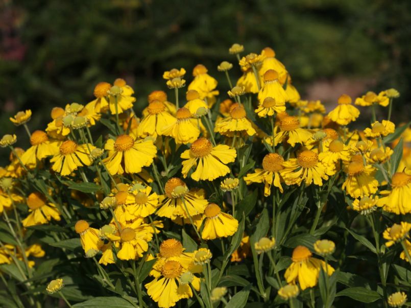 Sonnenbraut 'Herbstgold'