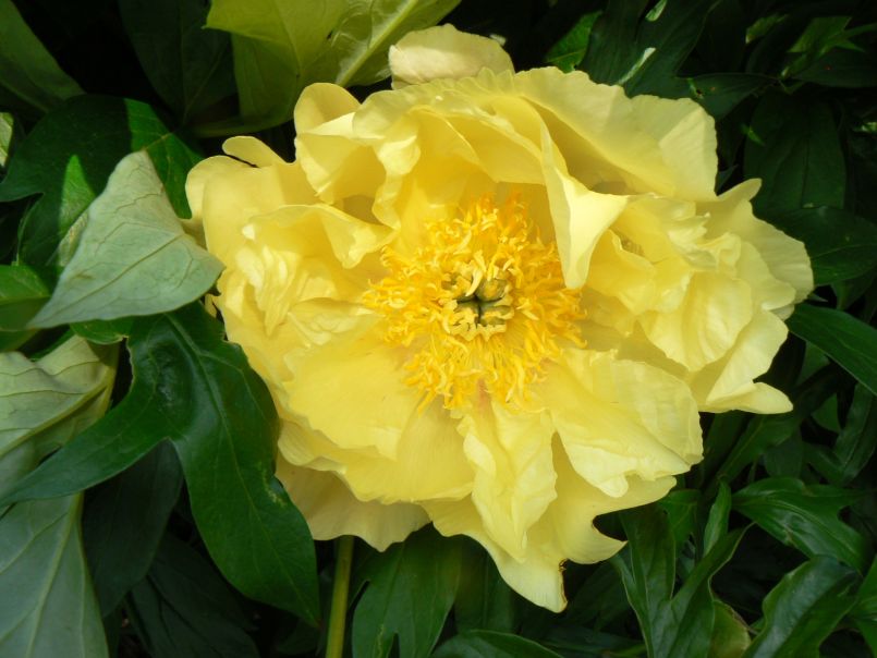 Halbstrauchige Pfingstrose 'Lemon Dream'