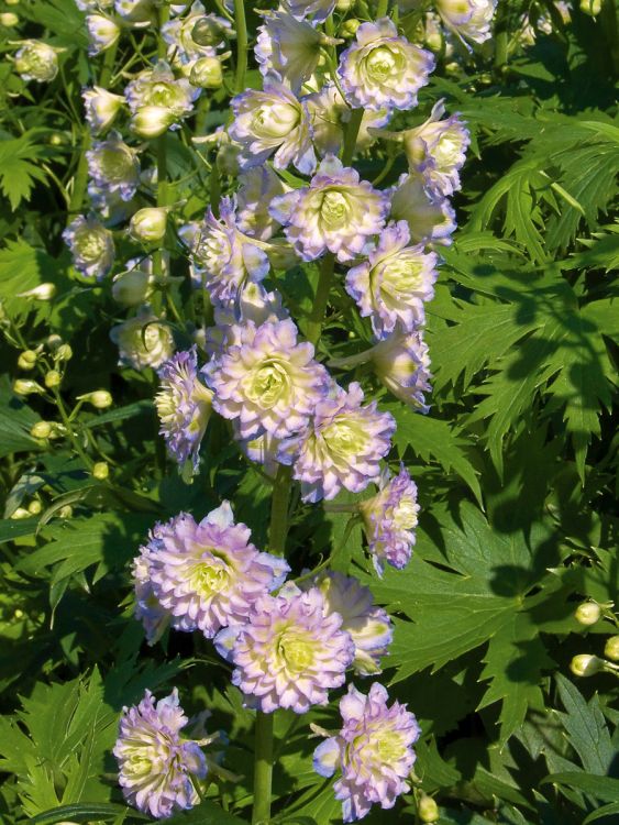 Hoher Rittersporn Highlander-Serie 'Crystal Delight' ®