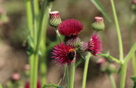 Bach-Kratzdistel 'Atropurpureum'