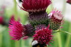 Bach-Kratzdistel 'Atropurpureum' - Cirsium rivulare 'Atropurpureum'