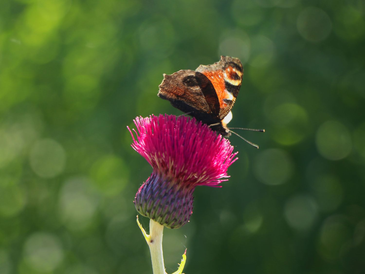 Kratzdisteln (Cirsium)