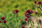 Bach-Kratzdistel 'Atropurpureum' - Cirsium rivulare 'Atropurpureum'