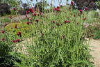 Bach-Kratzdistel 'Atropurpureum' - Cirsium rivulare 'Atropurpureum'