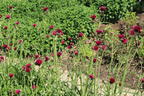 Bach-Kratzdistel 'Atropurpureum' - Cirsium rivulare 'Atropurpureum'