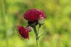 Bach-Kratzdistel 'Atropurpureum' - Cirsium rivulare 'Atropurpureum'