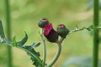 Bach-Kratzdistel 'Atropurpureum' - Cirsium rivulare 'Atropurpureum'