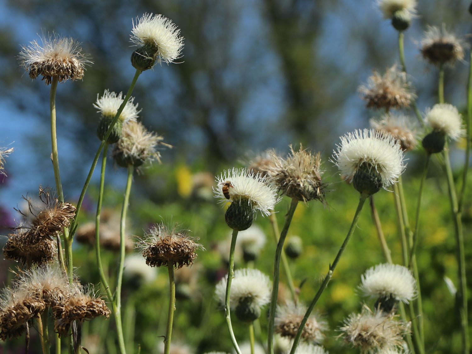 Bach-Kratzdistel 'Frosted Magic'