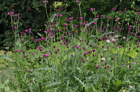 Bach-Kratzdistel 'Trevor's Blue Wonder' - Cirsium rivulare 'Trevor's Blue Wonder'