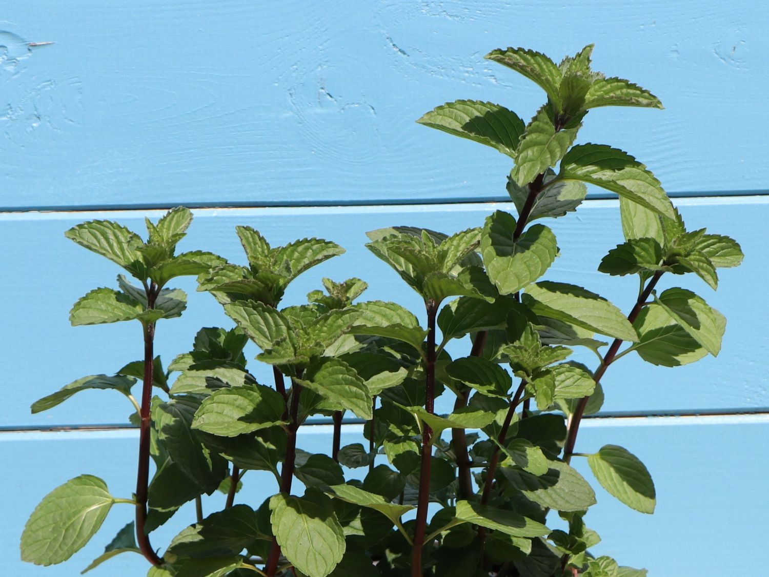 Minzen (Mentha) Infos & Pflanzen dieser Gattung