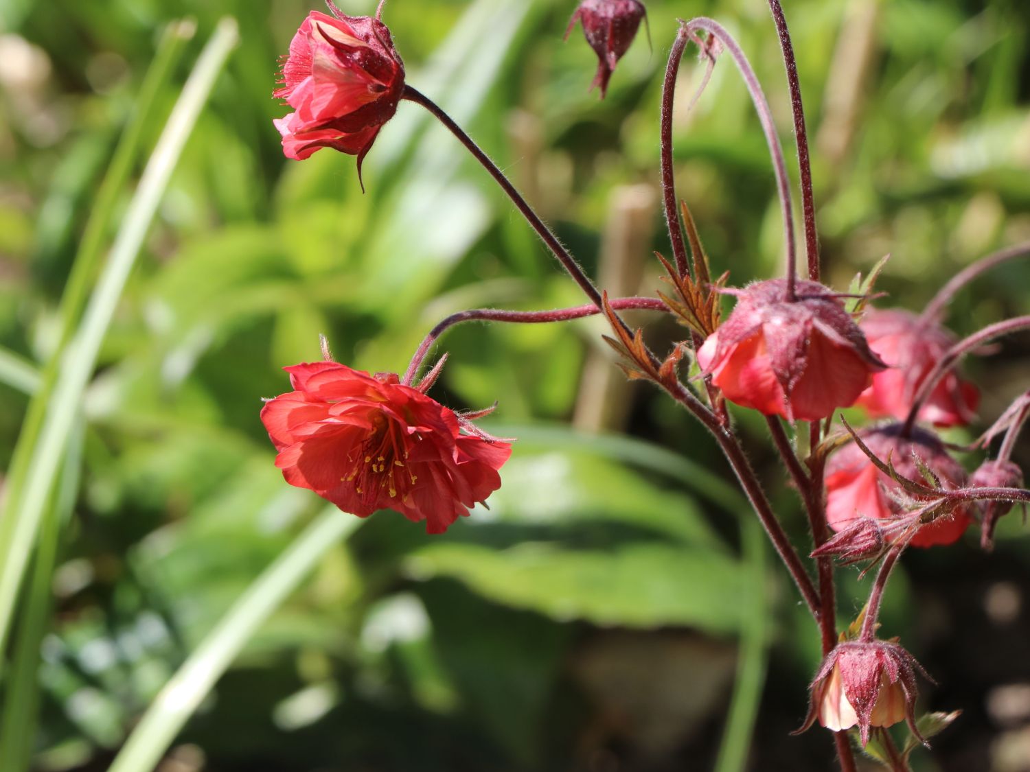 Bach-Nelkenwurz 'Flames of Passion'