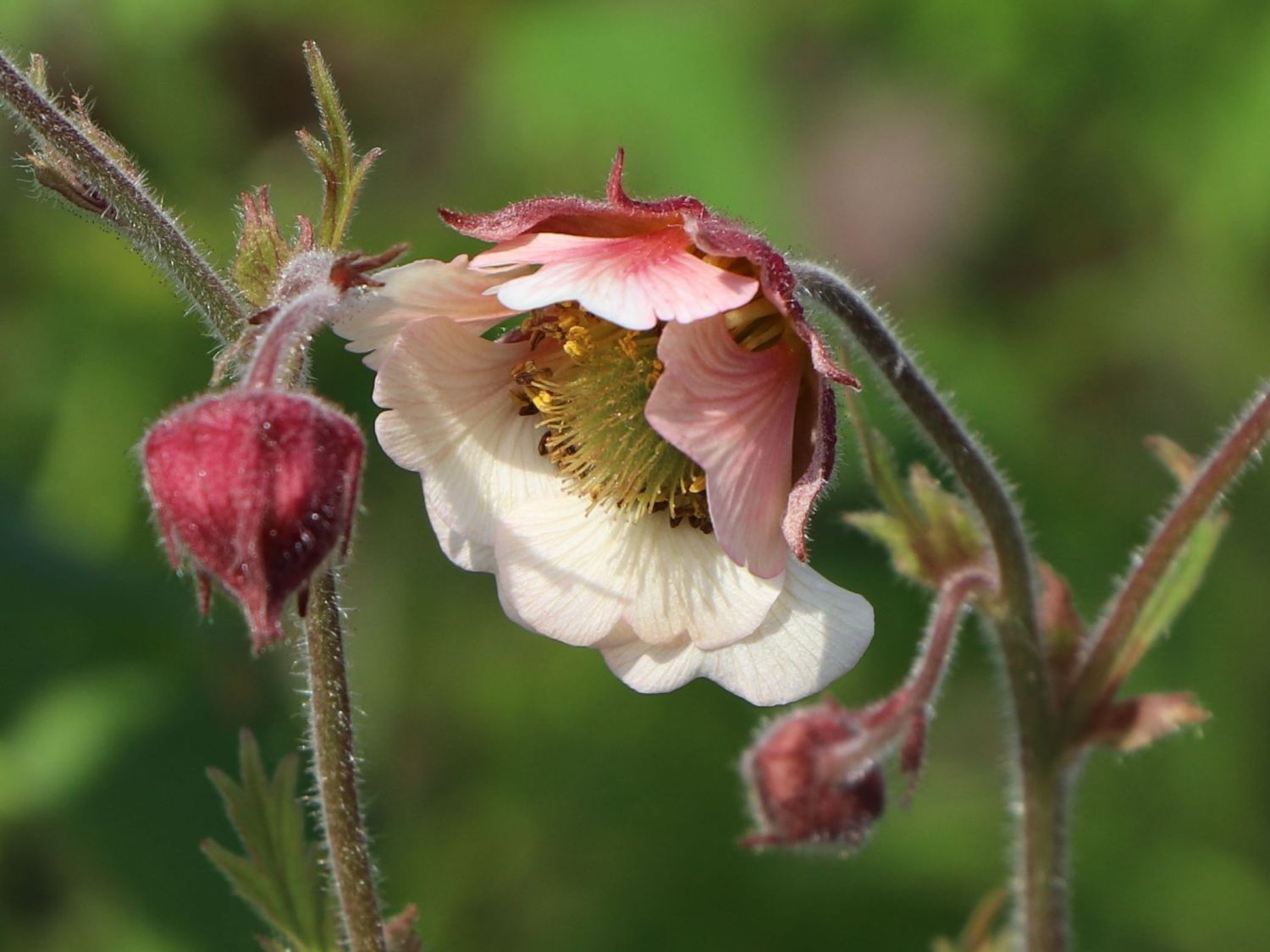 Bach-Nelkenwurz 'Pink Frills' - Geum rivale 'Pink Frills'