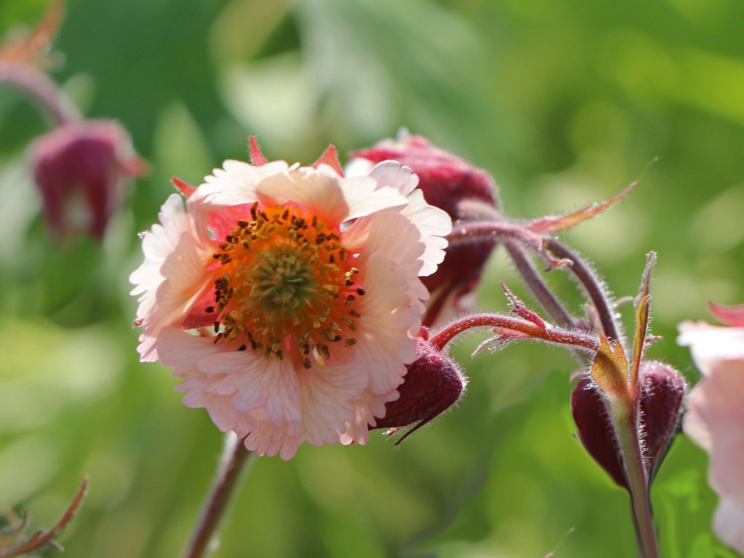 Bach-Nelkenwurz 'Pink Frills' - Geum rivale 'Pink Frills'