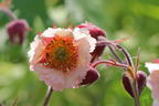 Bach-Nelkenwurz 'Pink Frills' - Geum rivale 'Pink Frills'