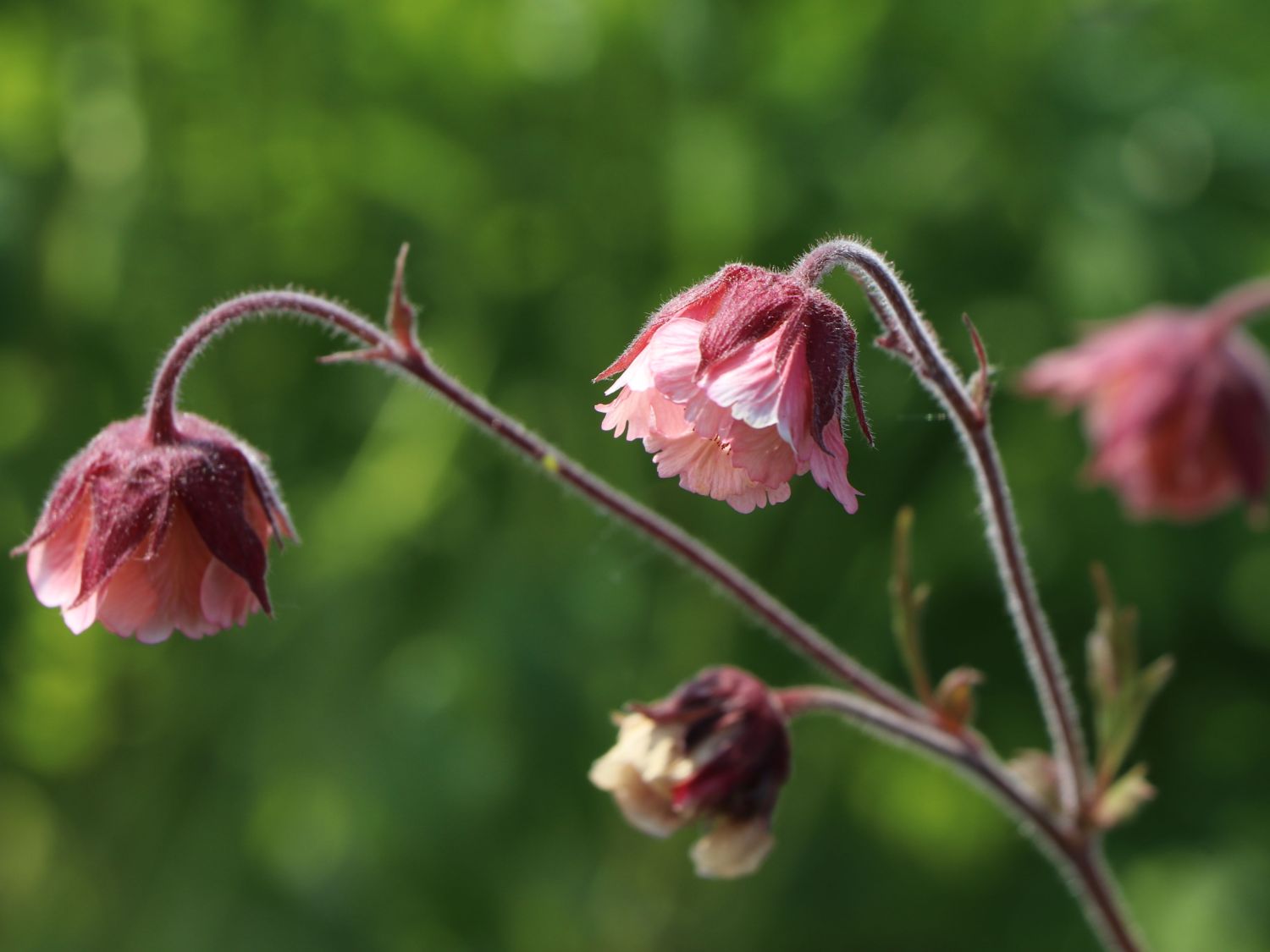 Bach-Nelkenwurz 'Pink Frills' - Geum rivale 'Pink Frills'