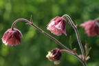 Bach-Nelkenwurz 'Pink Frills' - Geum rivale 'Pink Frills'